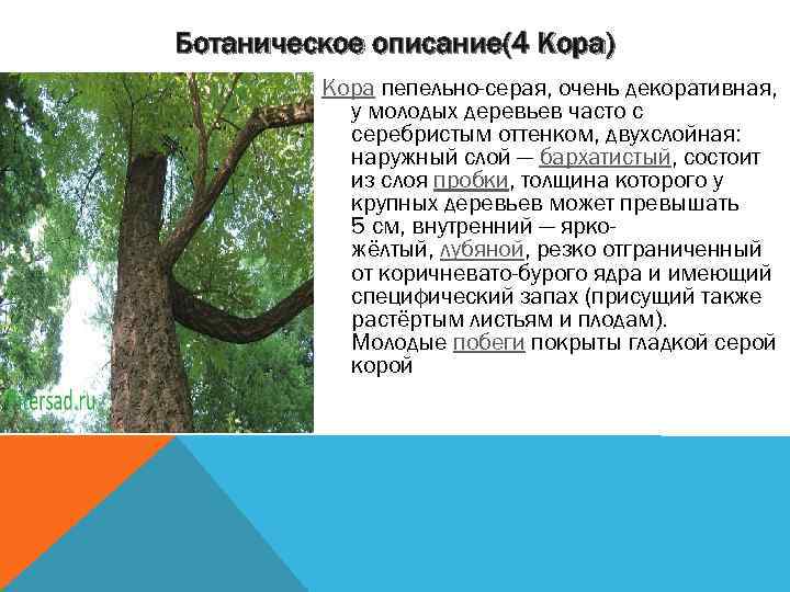 Ботаническое описание(4 Кора) Кора пепельно-серая, очень декоративная, у молодых деревьев часто с серебристым оттенком,