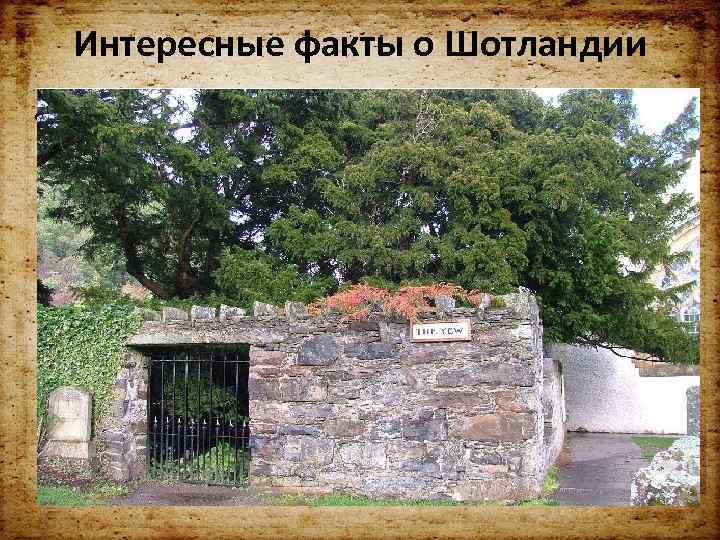 Интересные факты о Шотландии • 1. Шотландия – родина самого старого дерева в Европе,