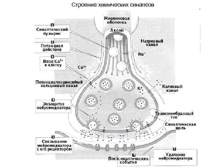 Строение химических синапсов 