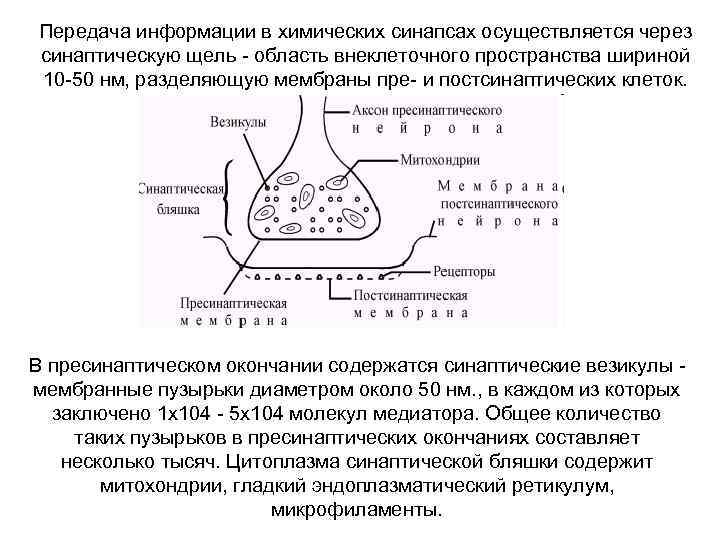 Передача информации в химических синапсах осуществляется через синаптическую щель - область внеклеточного пространства шириной