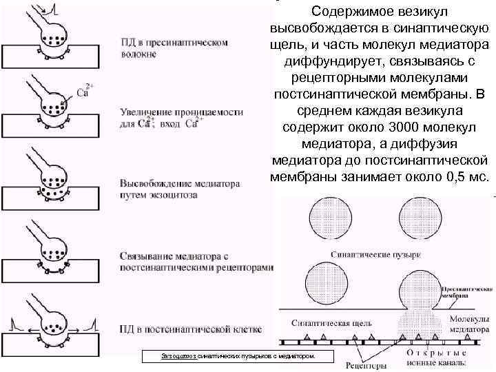 Содержимое везикул высвобождается в синаптическую щель, и часть молекул медиатора диффундирует, связываясь с рецепторными