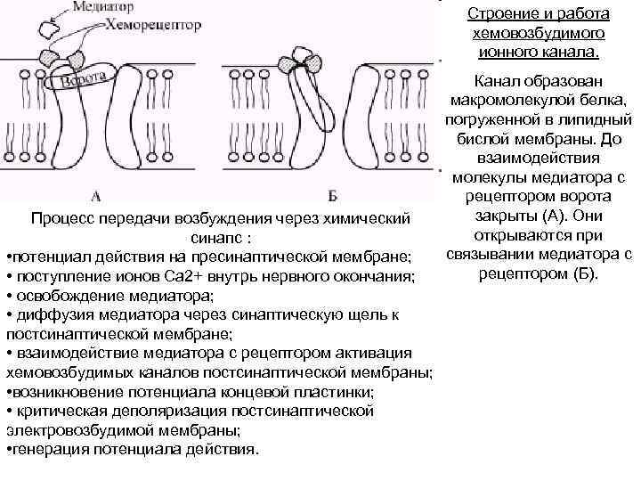 Строение и работа хемовозбудимого ионного канала. Процесс передачи возбуждения через химический синапс : •