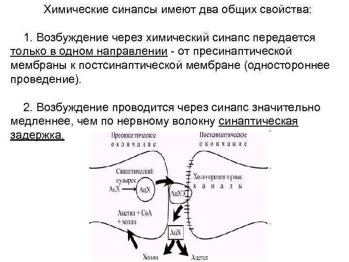 Химические синапсы имеют два общих свойства: 1. Возбуждение через химический синапс передается только в