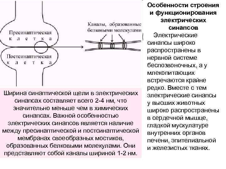 Ширина синаптической щели в электрических синапсах составляет всего 2 -4 нм, что значительно меньше