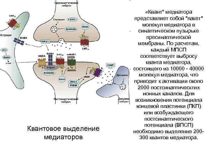 Квантовое выделение медиаторов «Квант" медиатора представляет собой "пакет" молекул медиатора в синаптическом пузырьке пресинаптической