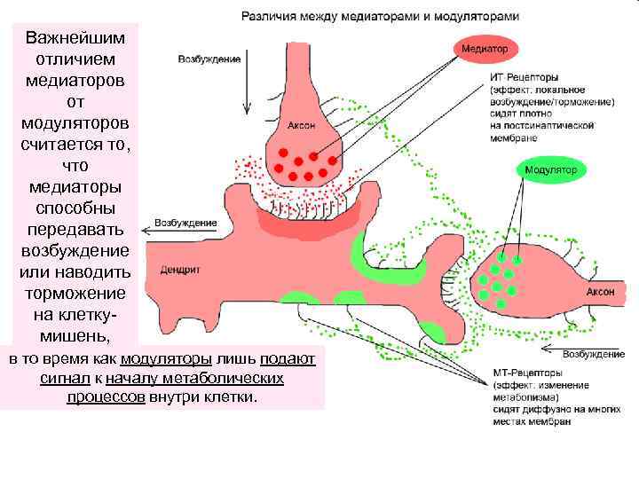 Важнейшим отличием медиаторов от модуляторов считается то, что медиаторы способны передавать возбуждение или наводить