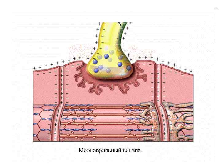 Мионевральный синапс. 