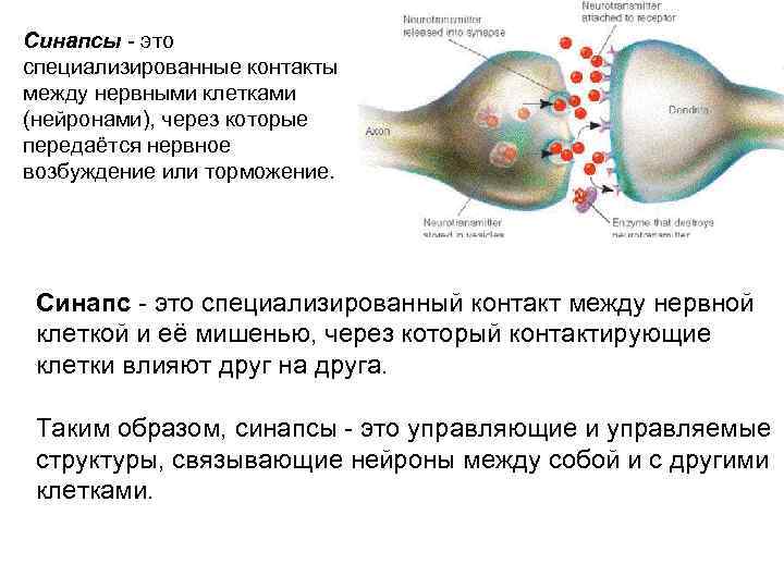 Синапсы - это специализированные контакты между нервными клетками (нейронами), через которые передаётся нервное возбуждение