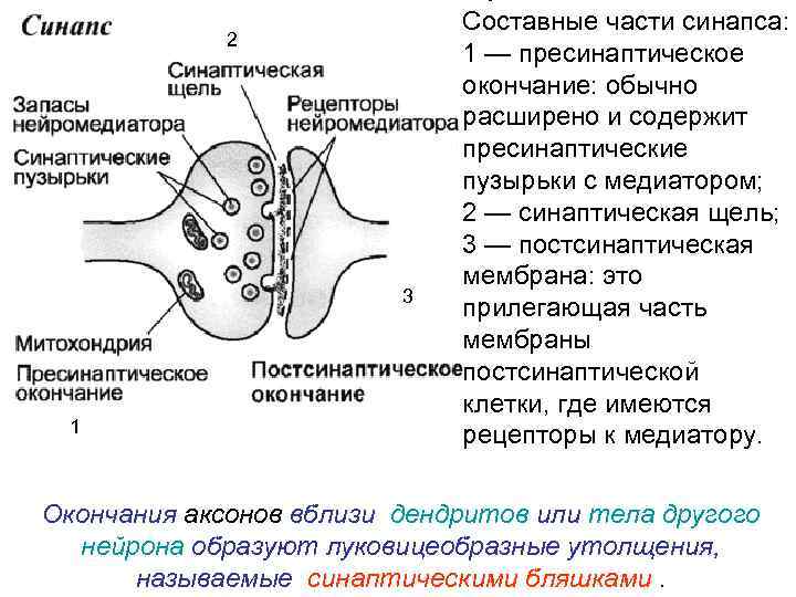 2 3 1 Составные части синапса: 1 — пресинаптическое окончание: обычно расширено и содержит