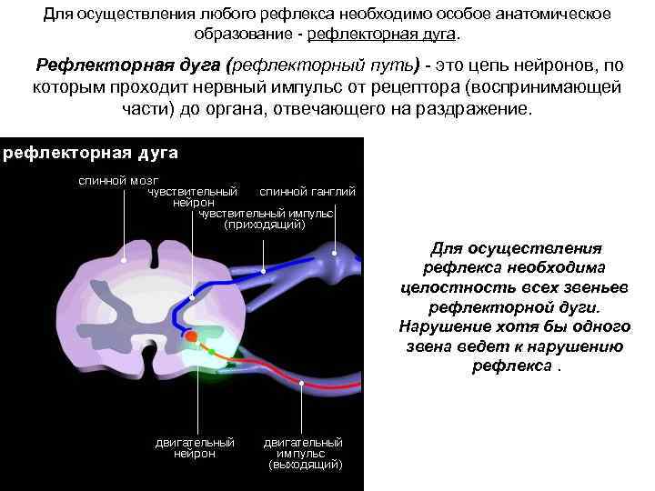 Для осуществления любого рефлекса необходимо особое анатомическое образование - рефлекторная дуга. Рефлекторная дуга (рефлекторный