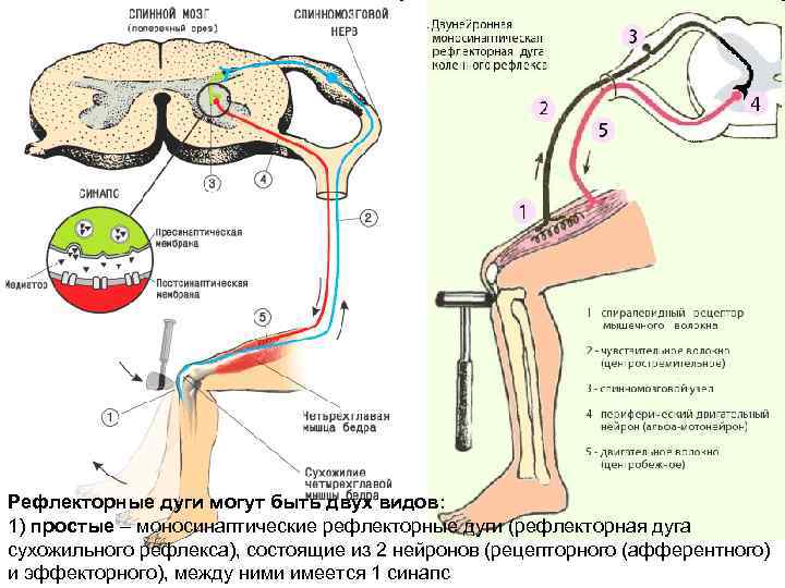 Рефлекторные дуги могут быть двух видов: 1) простые – моносинаптические рефлекторные дуги (рефлекторная дуга