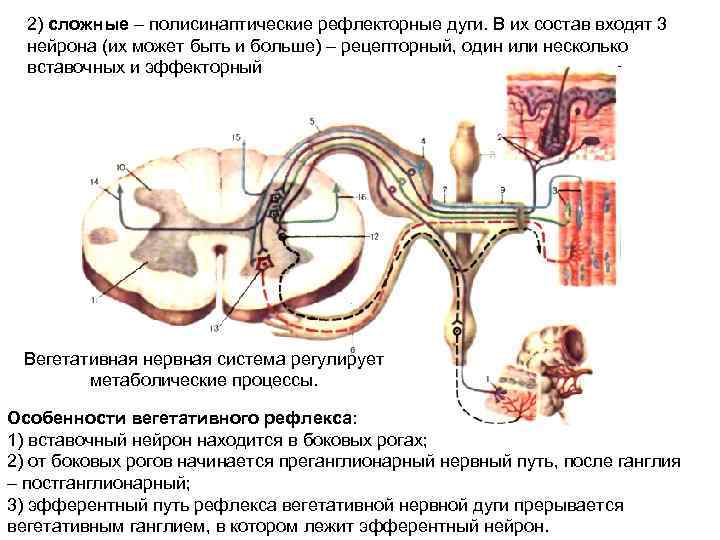 2) сложные – полисинаптические рефлекторные дуги. В их состав входят 3 нейрона (их может