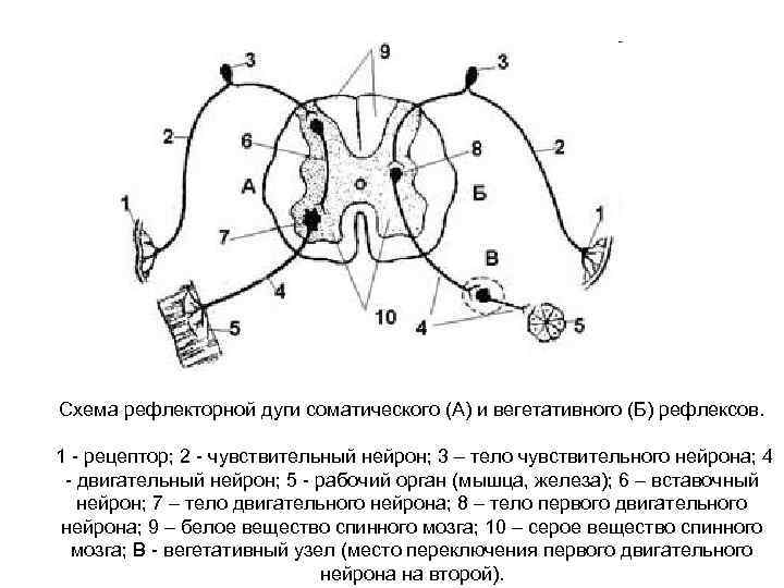 Какой буквой обозначен на рисунке двигательный нейрон