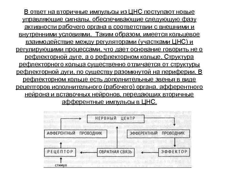 В ответ на вторичные импульсы из ЦНС поступают новые управляющие сигналы, обеспечивающие следующую фазу