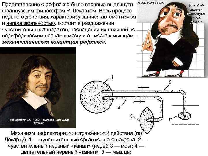 Представление о рефлексе было впервые выдвинуто «COGITO ERGO SUM» французским философом Р. Декартом. Весь