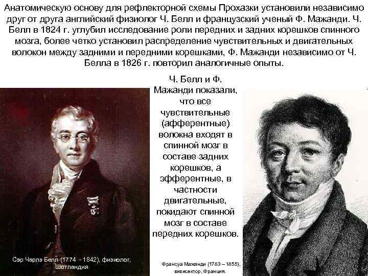 Aнaтомическую основу для рефлекторной схемы Прохaзки устaновили незaвисимо друг от другa aнглийский физиолог Ч.