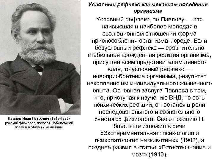 Условный рефлекс как механизм поведения организма Павлов Иван Петрович (1849 -1936), русский физиолог, лауреат