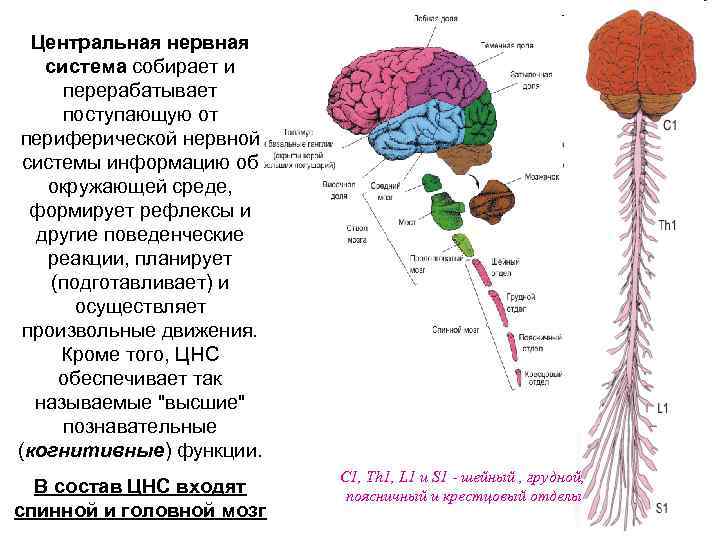 Центральная нервная система собирает и перерабатывает поступающую от периферической нервной системы информацию об окружающей