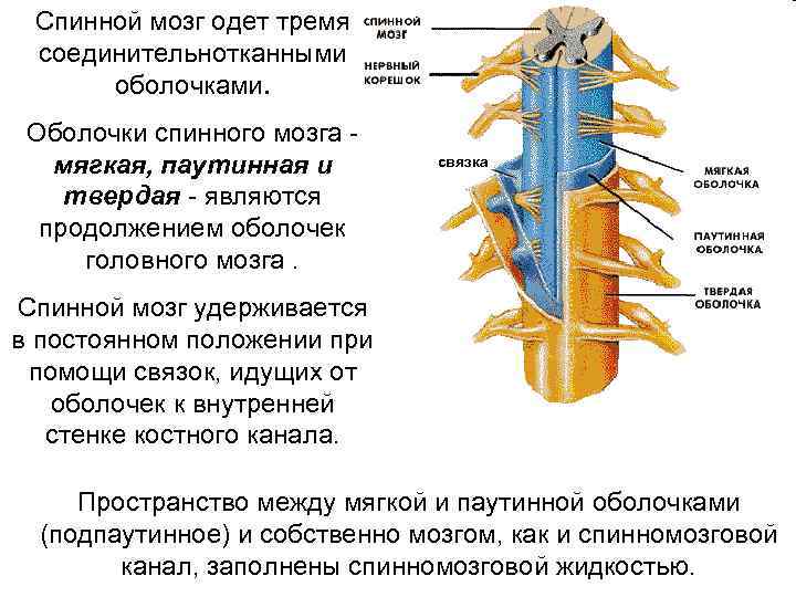 Мягкая оболочка спинного. Спинной мозг строение и функции анатомия. Строение нервной системы.спинной мозг 8. Строение спинного мозга строение нерва. Мягкая оболочка спинного мозга строение.