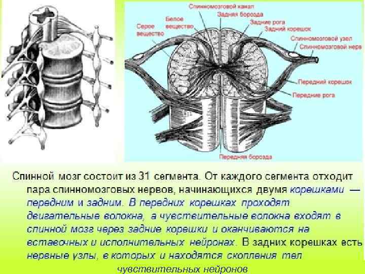 чувствительных нейронов 