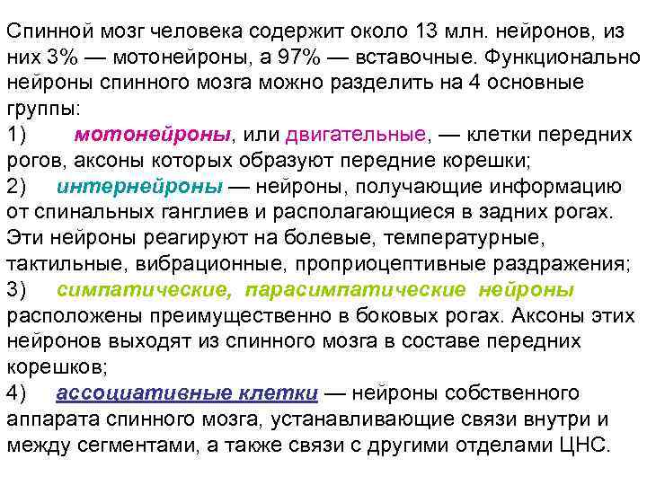 Спинной мозг человека содержит около 13 млн. нейронов, из них 3% — мотонейроны, а