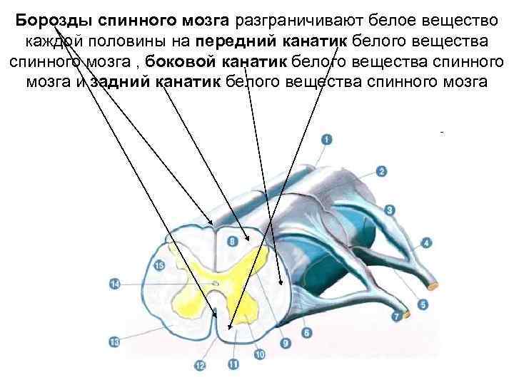 Борозды спинного мозга разграничивают белое вещество каждой половины на передний канатик белого вещества спинного