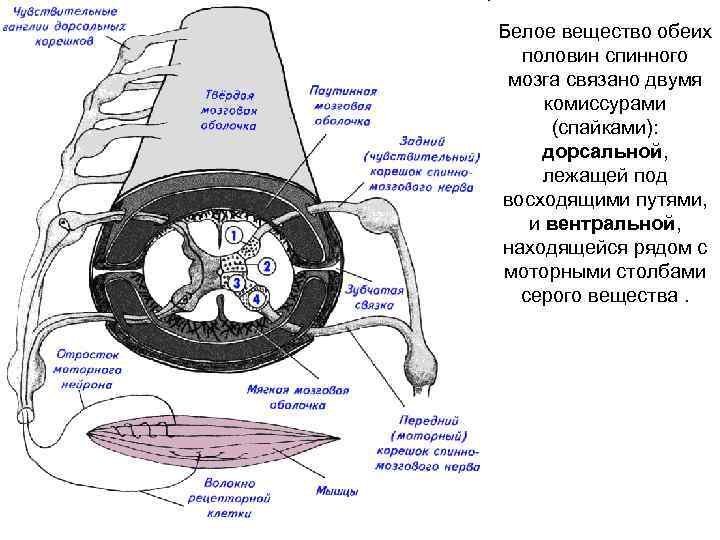 Белое вещество обеих половин спинного мозга связано двумя комиссурами (спайками): дорсальной, лежащей под восходящими