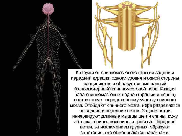 Кнаружи от спинномозгового ганглия задний и передний корешки одного уровня и одной стороны соединяются