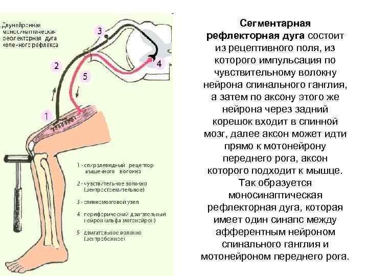 Сегментарная рефлекторная дуга состоит из рецептивного поля, из которого импульсация по чувствительному волокну нейрона