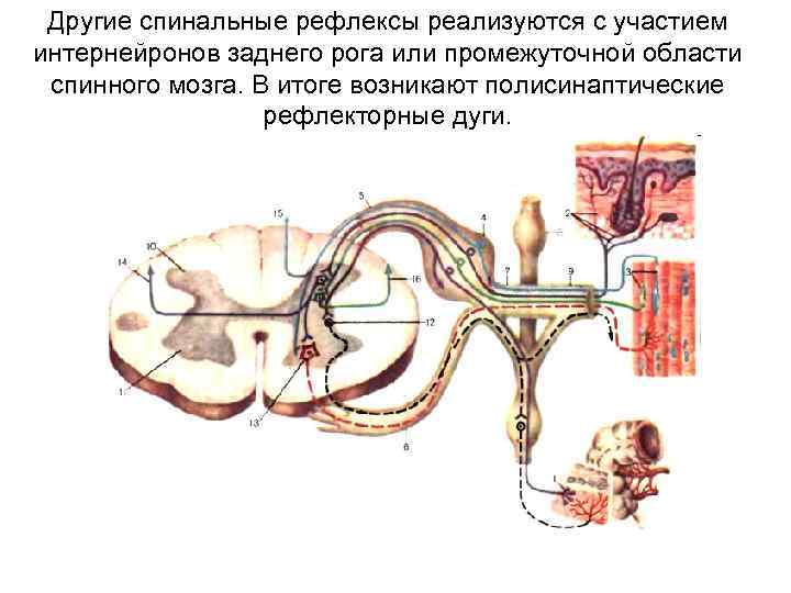 Другие спинальные рефлексы реализуются с участием интернейронов заднего рога или промежуточной области спинного мозга.