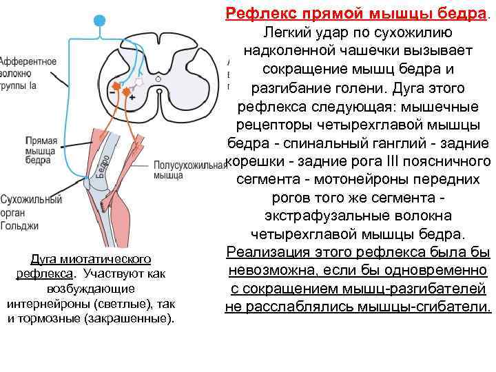 Схема сухожильного рефлекса