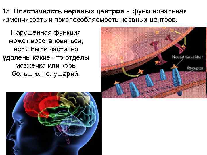 15. Пластичность нервных центров - функциональная изменчивость и приспособляемость нервных центров. Нарушенная функция может