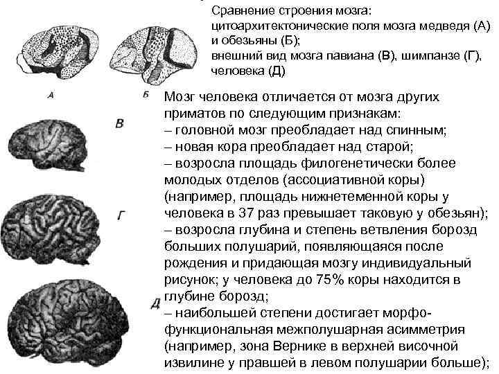 Сравнение строения мозга: цитоархитектонические поля мозга медведя (А) и обезьяны (Б); внешний вид мозга