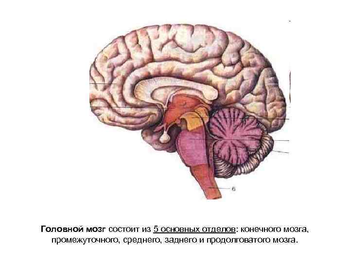 Головной мозг состоит из 5 основных отделов: конечного мозга, промежуточного, среднего, заднего и продолговатого