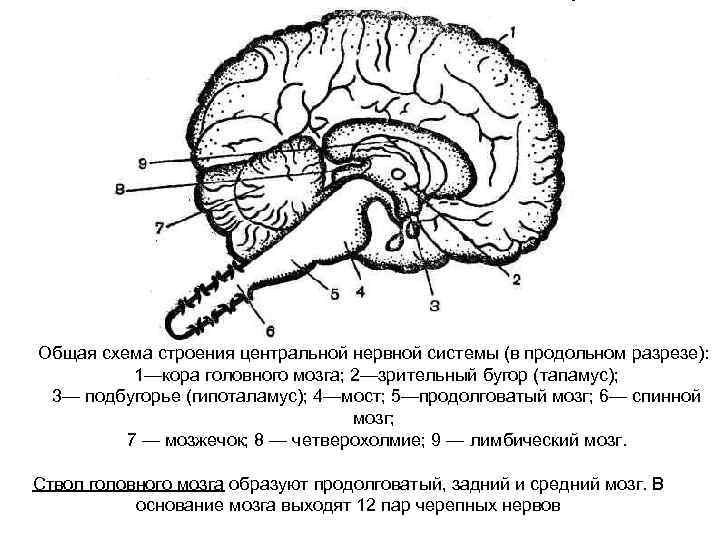 Общая схема строения центральной нервной системы (в продольном разрезе): 1—кора головного мозга; 2—зрительный бугор