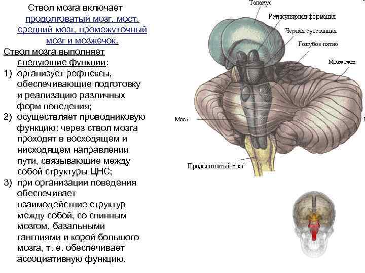 Ствол мозга включает продолговатый мозг, мост, средний мозг, промежуточный мозг и мозжечок. Ствол мозга