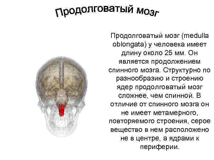 Спинной продолговатый мозг. Продолговатый мозг и спинной мозг. Продолговатый мозг является продолжением. Медулла это продолговатый мозг. Продолжением спинного мозга является.