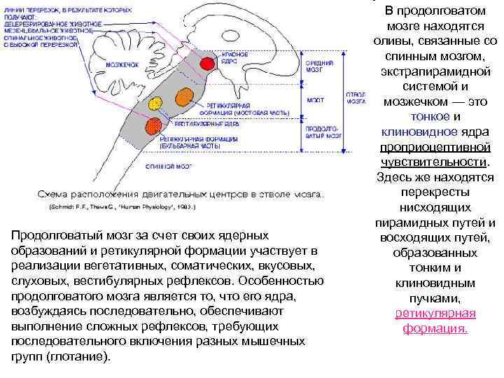 Продолговатый мозг за счет своих ядерных образований и ретикулярной формации участвует в реализации вегетативных,