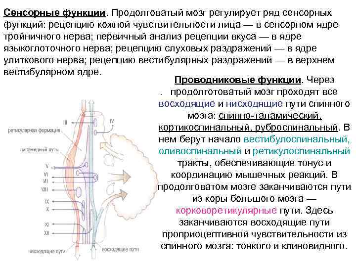 Сенсорные функции. Продолговатый мозг регулирует ряд сенсорных функций: рецепцию кожной чувствительности лица — в