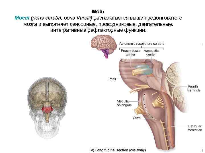 Мост (pons cerebri, pons Varolii) располагается выше продолговатого мозга и выполняет сенсорные, проводниковые, двигательные,