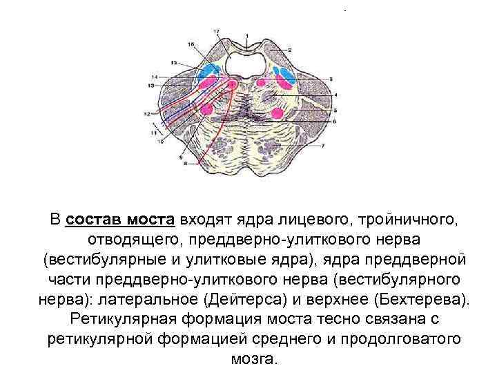 В состав моста входят ядра лицевого, тройничного, отводящего, преддверно улиткового нерва (вестибулярные и улитковые