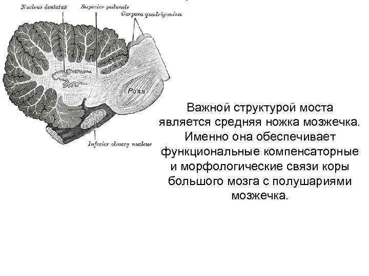 Важной структурой моста является средняя ножка мозжечка. Именно она обеспечивает функциональные компенсаторные и морфологические