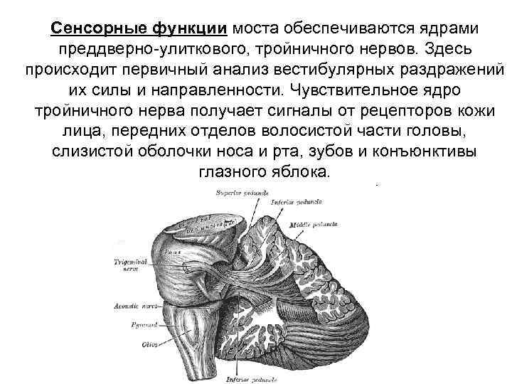 Сенсорные функции моста обеспечиваются ядрами преддверно улиткового, тройничного нервов. Здесь происходит первичный анализ вестибулярных