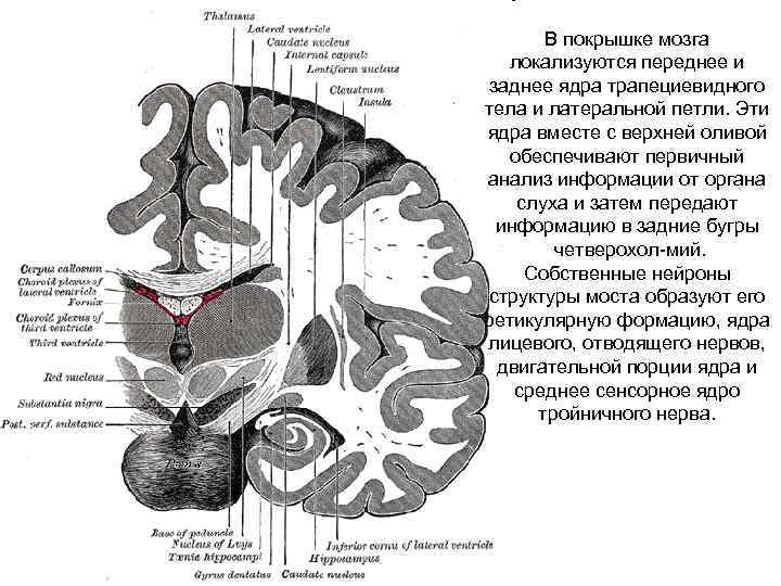 В покрышке мозга локализуются переднее и заднее ядра трапециевидного тела и латеральной петли. Эти