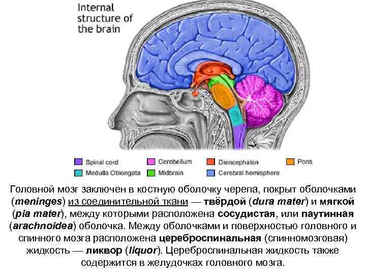 Головной мозг заключен в костную оболочку черепа, покрыт оболочками (meninges) из соединительной ткани —