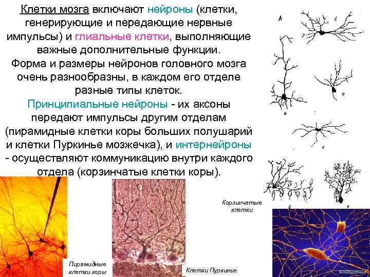 Клетки мозга включают нейроны (клетки, генерирующие и передающие нервные импульсы) и глиальные клетки, выполняющие