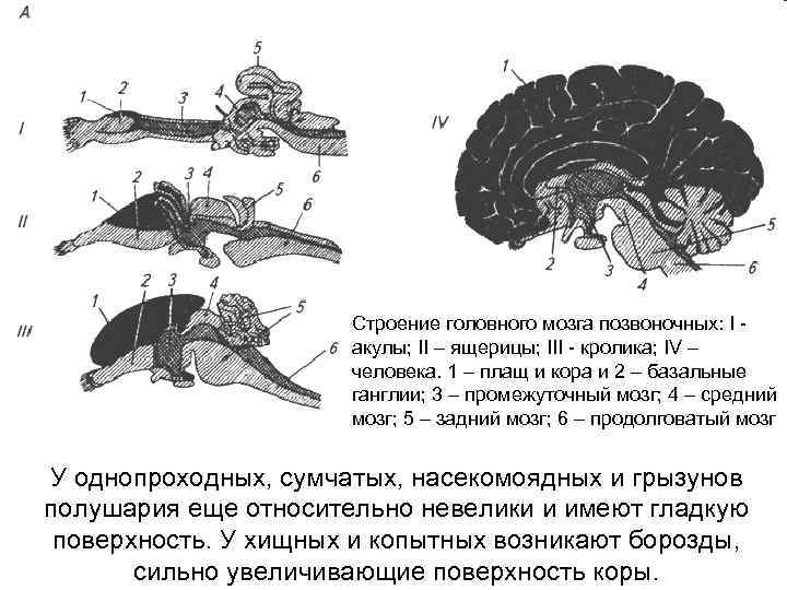 Cтроение головного мозга позвоночных: I акулы; II – ящерицы; III кролика; IV – человека.