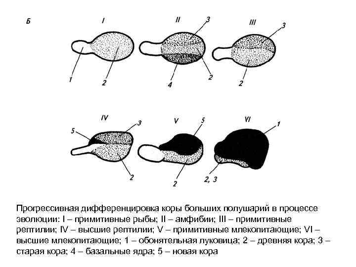 Прогрессивная дифференцировка коры больших полушарий в процессе эволюции: I – примитивные рыбы; II –