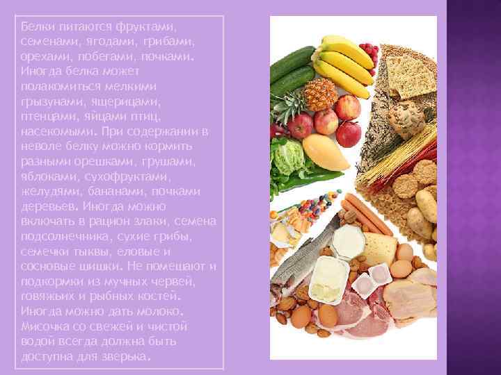 Белки питаются фруктами, семенами, ягодами, грибами, орехами, побегами, почками. Иногда белка может полакомиться мелкими