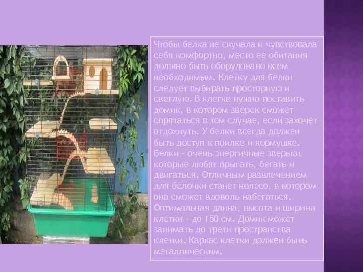 Чтобы белка не скучала и чувствовала себя комфортно, место ее обитания должно быть оборудовано